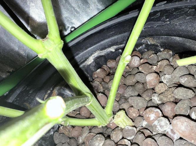 Spanish Moon S1 (Lovin' In Her Eyes). Week 7