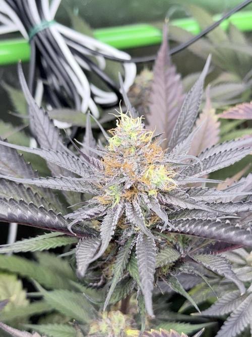 Spanish Moon S1 (Lovin' In Her Eyes). Week 7