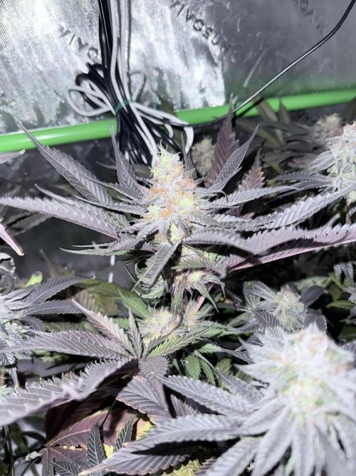 Spanish Moon S1 (Lovin' In Her Eyes). Week 7