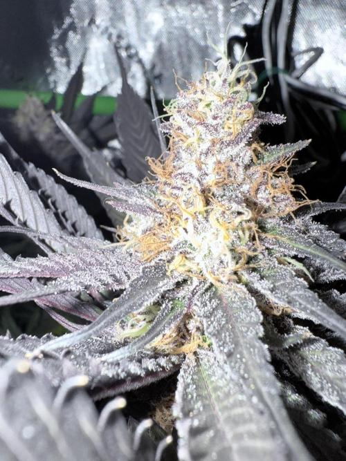 Spanish Moon S1 (Lovin' In Her Eyes). Week 7