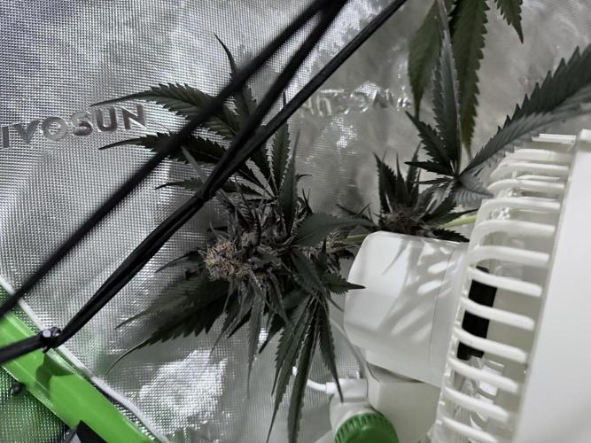 Spanish Moon S1 (Lovin' In Her Eyes). Week 7