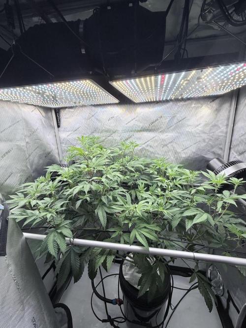 Grape Gas (Compound x Cannarado) #2. Week 2