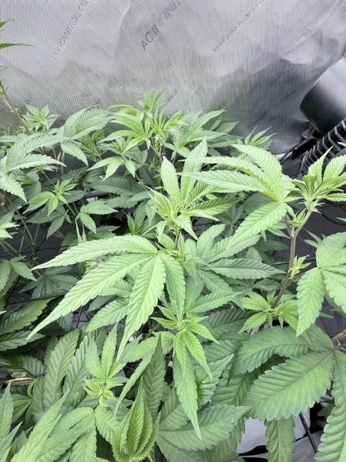 Grape Gas (Compound x Cannarado) #2. Week 2