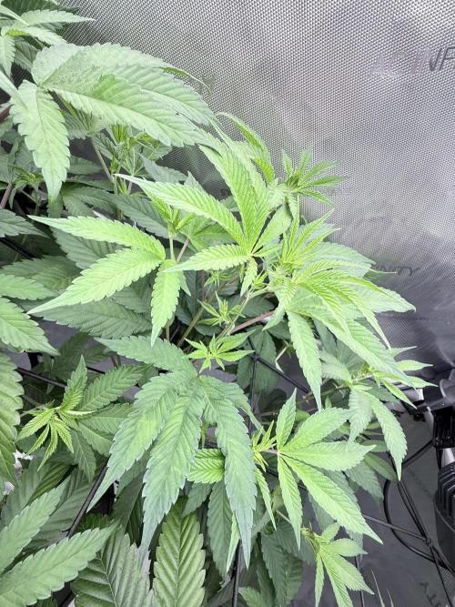 Grape Gas (Compound x Cannarado) #2. Week 2