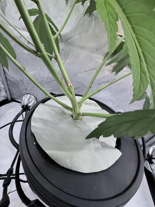 Grape Gas (Compound x Cannarado) #2. Week 2