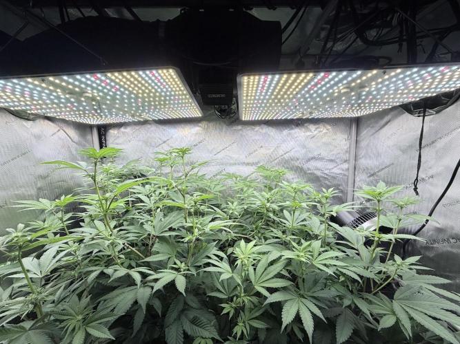 Grape Gas (Compound x Cannarado) #2. Week 3