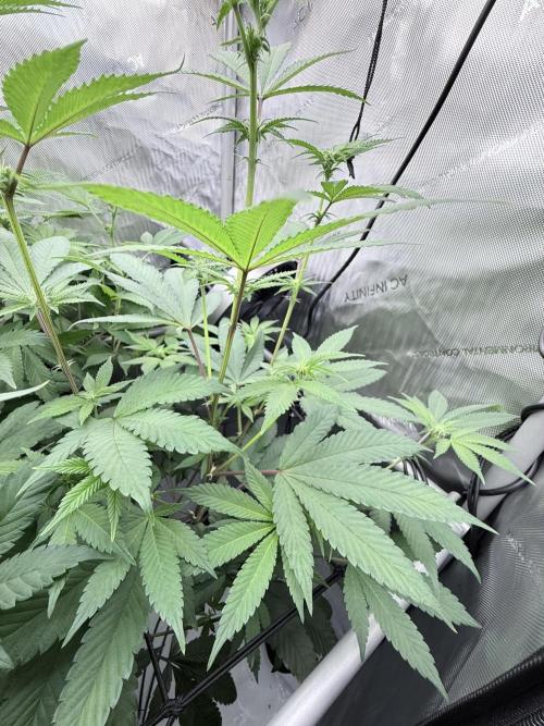 Grape Gas (Compound x Cannarado) #2. Week 3