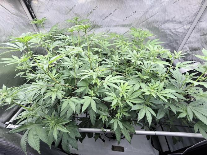 Grape Gas (Compound x Cannarado) #2. Week 3