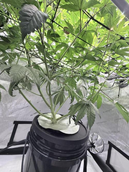 Grape Gas (Compound x Cannarado) #2. Week 3