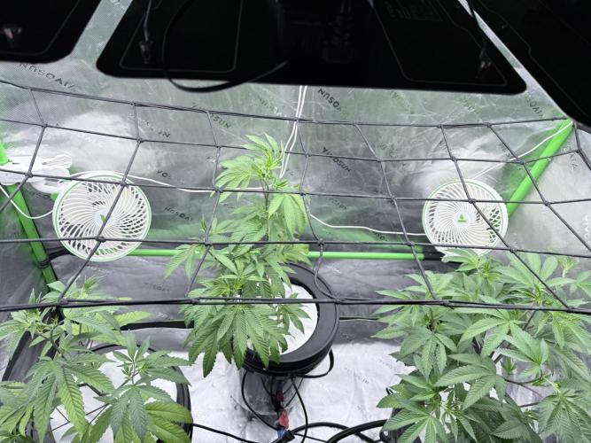 Grape Gas (Compound x Cannarado) #3. Week 1