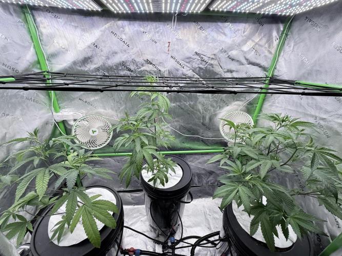 Grape Gas (Compound x Cannarado) #3. Week 1