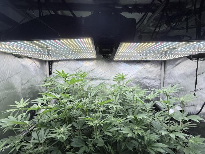 Grape Gas (Compound x Cannarado) #2. Week 4