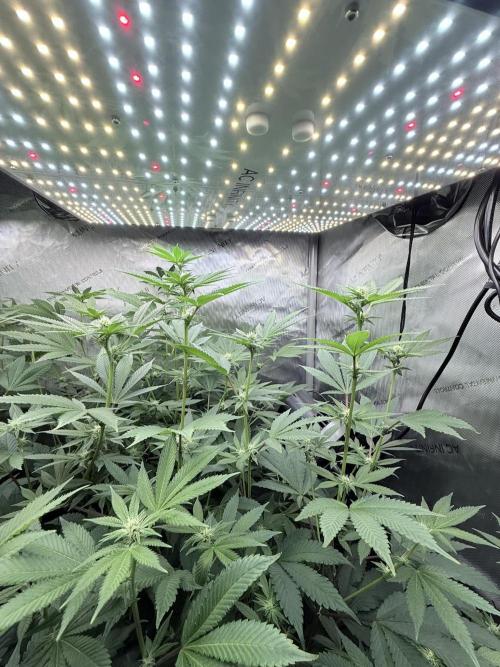 Grape Gas (Compound x Cannarado) #2. Week 4