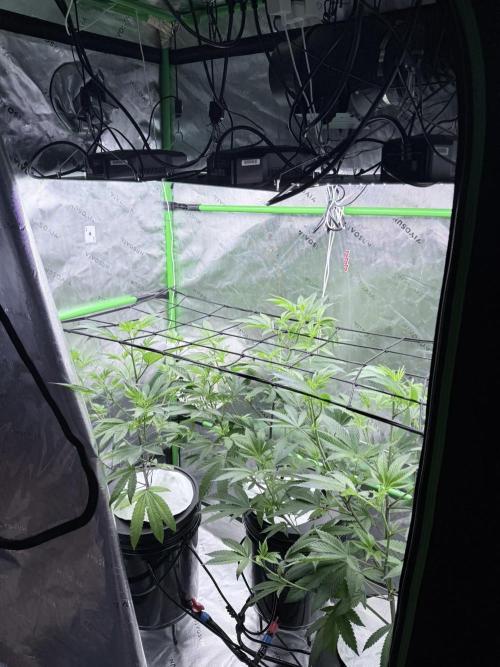 Grape Gas (Compound x Cannarado) #3. Week 2