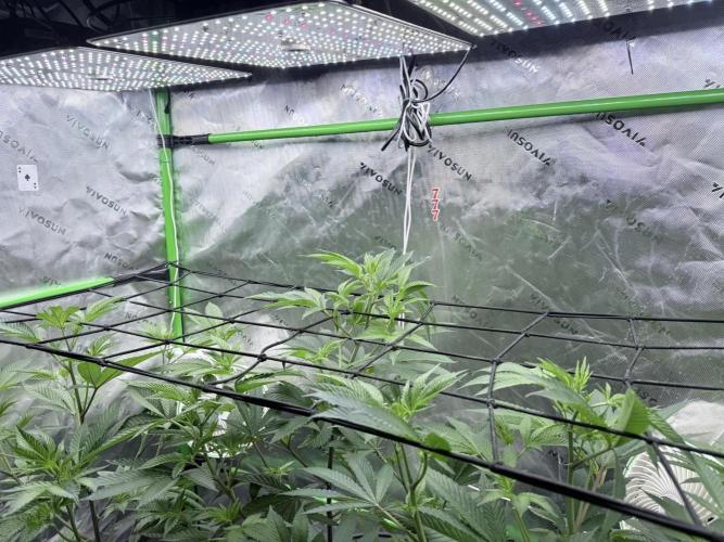 Grape Gas (Compound x Cannarado) #3. Week 2