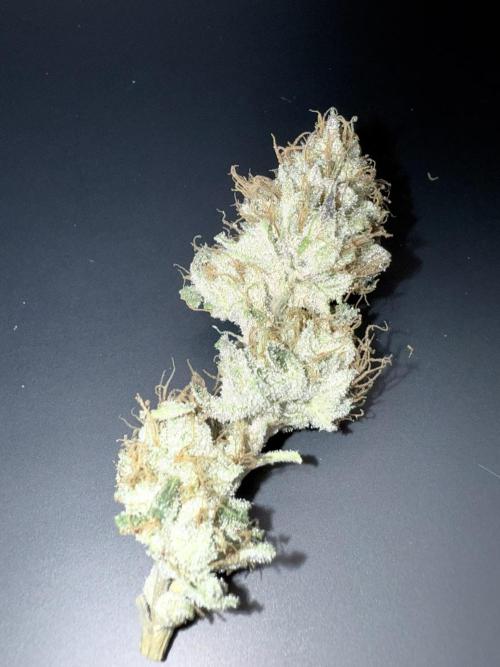 Legendary Larry (DOJA x Swamp Boys). Week 8