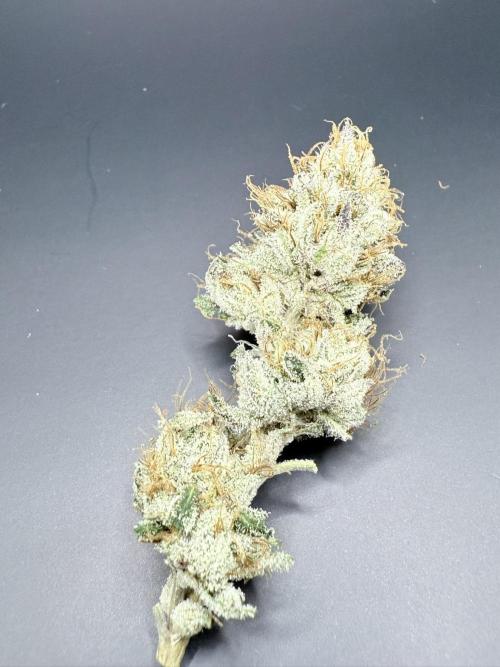 Legendary Larry (DOJA x Swamp Boys). Week 8