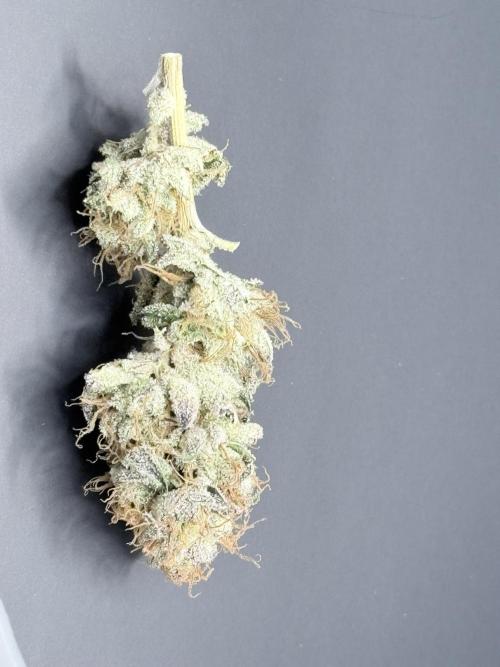 Legendary Larry (DOJA x Swamp Boys). Week 8