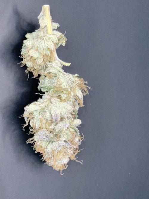 Legendary Larry (DOJA x Swamp Boys). Week 8