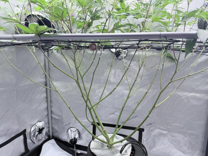 Grape Gas (Compound x Cannarado) #2. Week 5