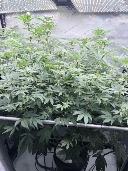 Grape Gas (Compound x Cannarado) #2. Week 5