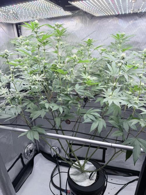 Grape Gas (Compound x Cannarado) #2. Week 5