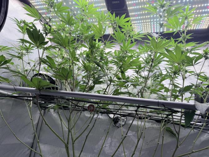 Grape Gas (Compound x Cannarado) #2. Week 5