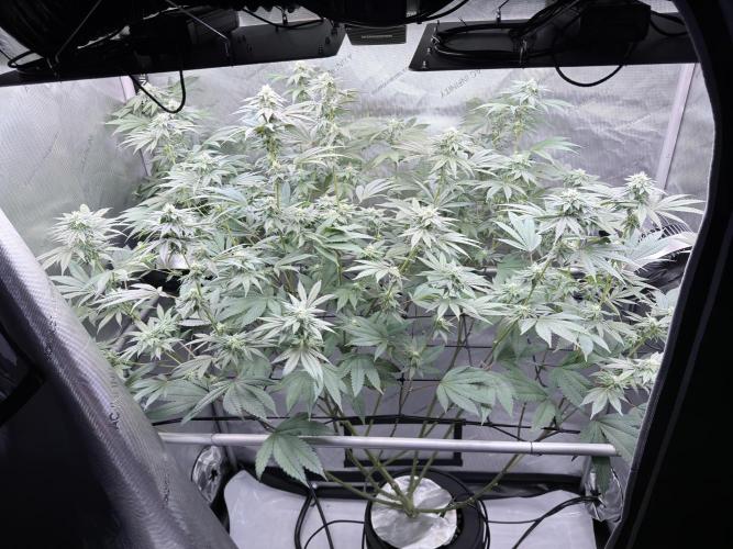 Grape Gas (Compound x Cannarado) #2. Week 6