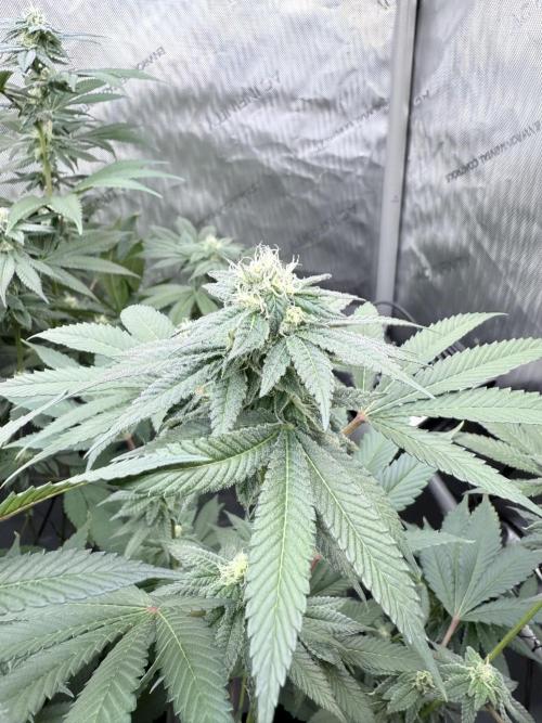 Grape Gas (Compound x Cannarado) #2. Week 6