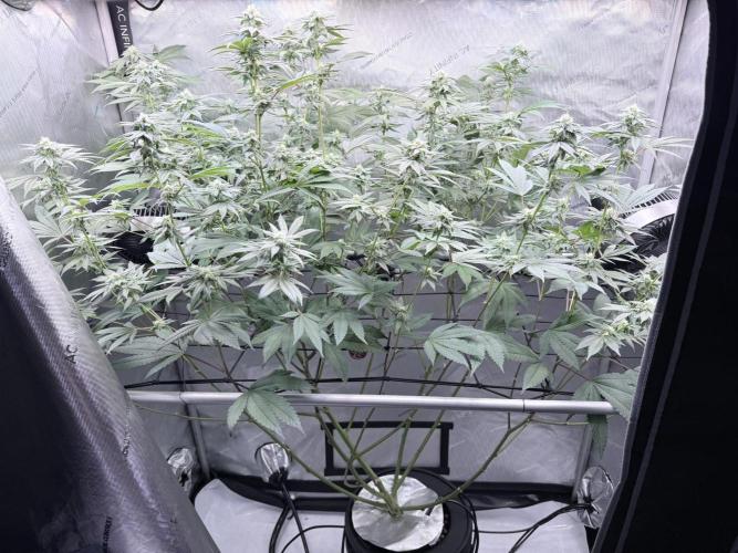 Grape Gas (Compound x Cannarado) #2. Week 6