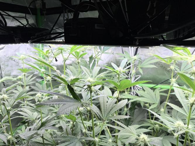 Grape Gas (Compound x Cannarado) #3. Week 4