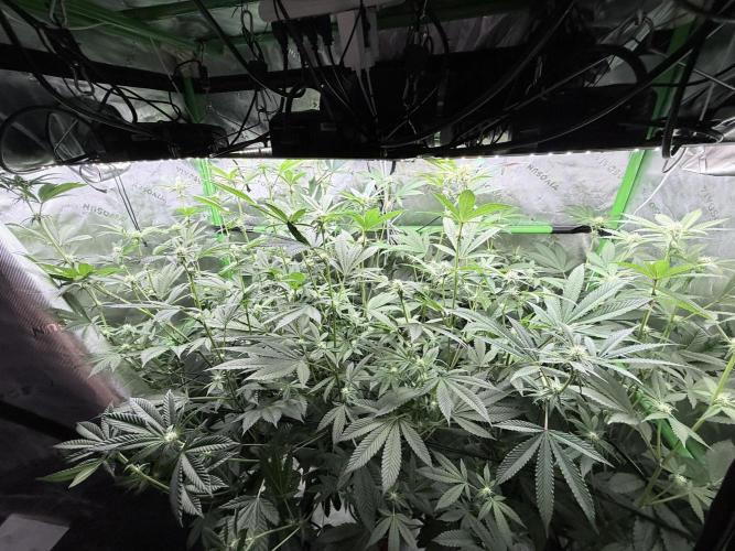 Grape Gas (Compound x Cannarado) #3. Week 4