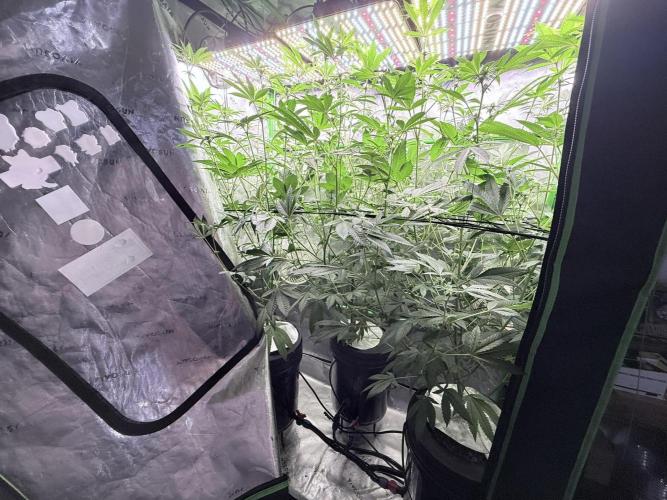 Grape Gas (Compound x Cannarado) #3. Week 4