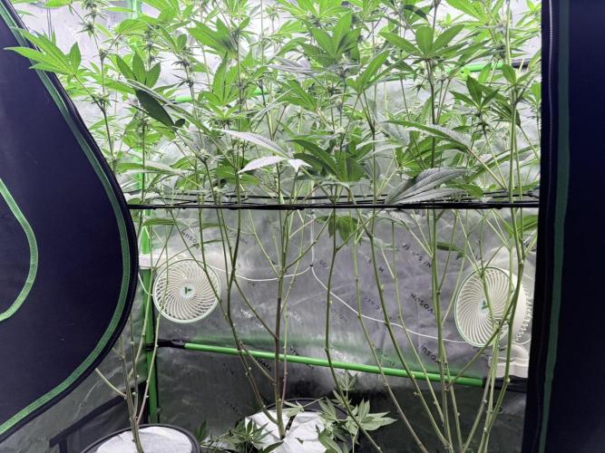 Grape Gas (Compound x Cannarado) #3. Week 5