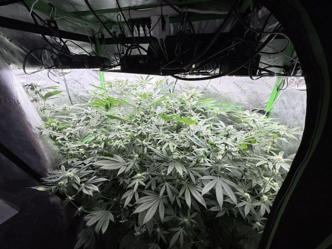 Grape Gas (Compound x Cannarado) #3. Week 5