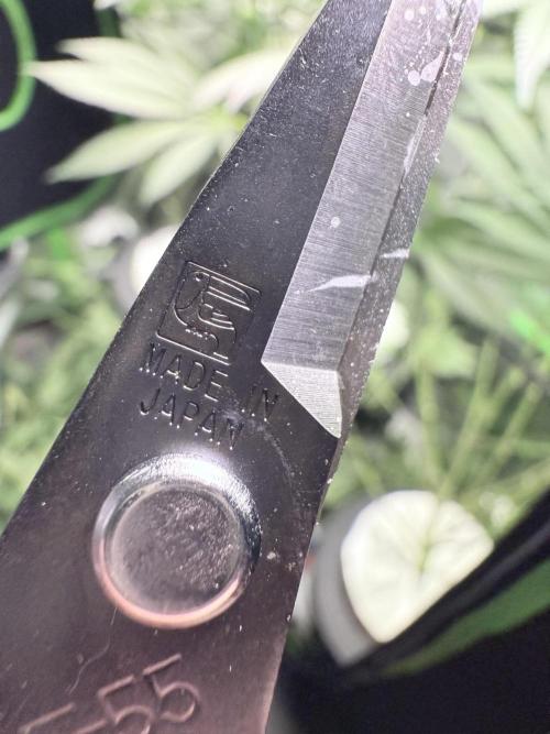 Grape Gas (Compound x Cannarado) #3. Week 5