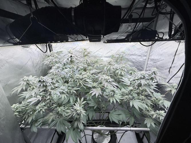 Grape Gas (Compound x Cannarado) #2. Week 7