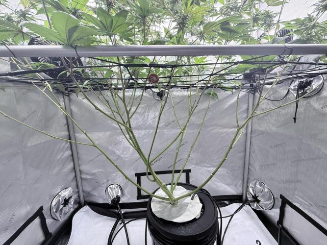 Grape Gas (Compound x Cannarado) #2. Week 7