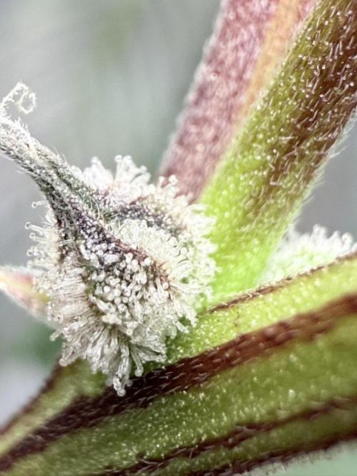 Grape Gas (Compound x Cannarado) #2. Week 8