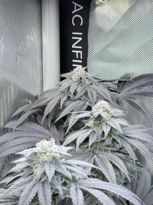 Grape Gas (Compound x Cannarado) #2. Week 8