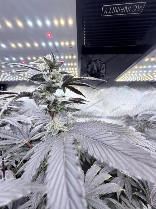 Grape Gas (Compound x Cannarado) #2. Week 8