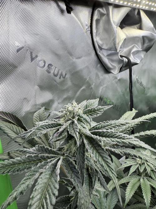 Grape Gas (Compound x Cannarado) #3. Week 6