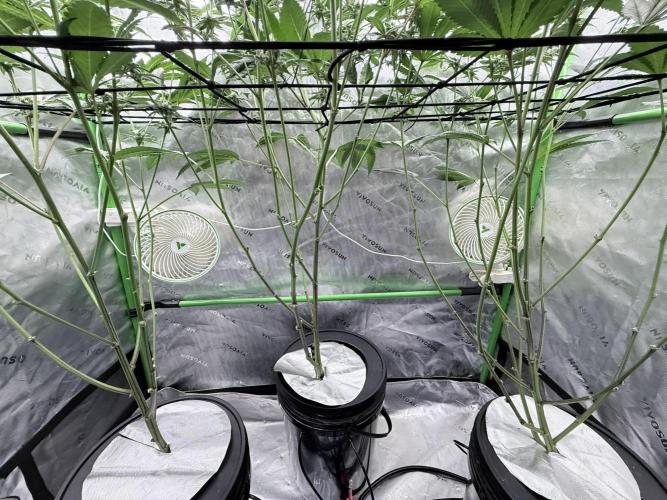 Grape Gas (Compound x Cannarado) #3. Week 6