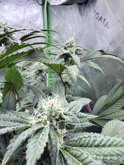 Grape Gas (Compound x Cannarado) #3. Week 6