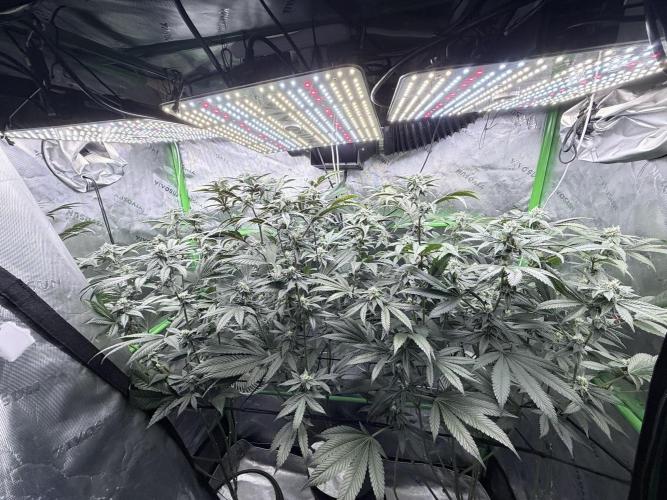 Grape Gas (Compound x Cannarado) #3. Week 6