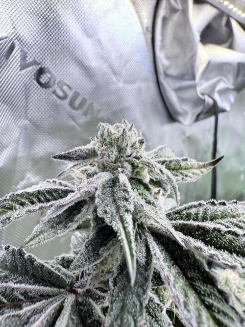 Grape Gas (Compound x Cannarado) #3. Week 7