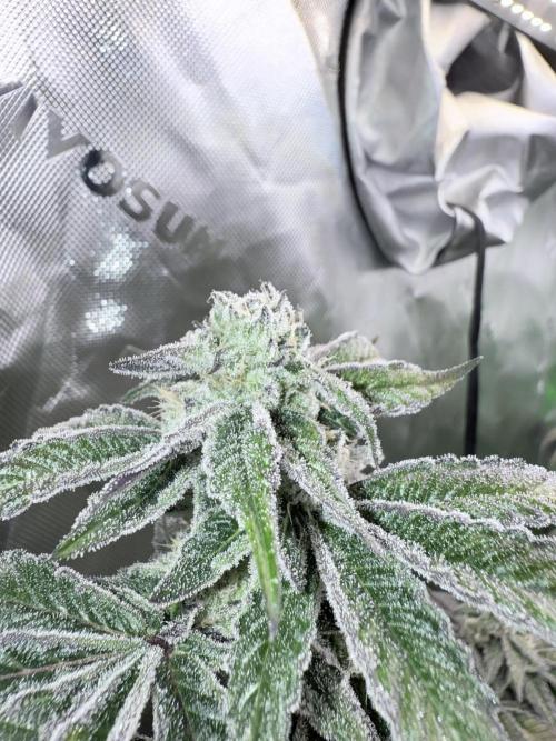 Grape Gas (Compound x Cannarado) #3. Week 7