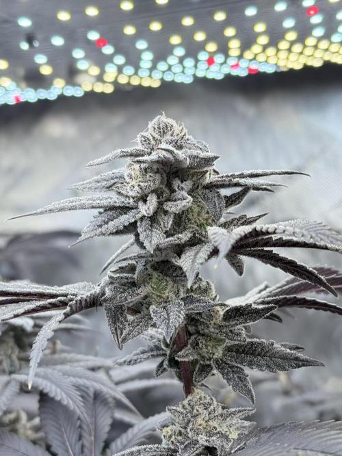 Grape Gas (Compound x Cannarado) #2. Week 9