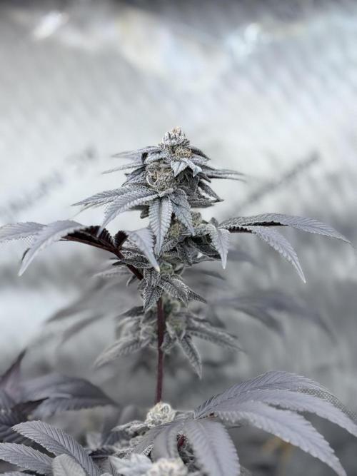 Grape Gas (Compound x Cannarado) #2. Week 9