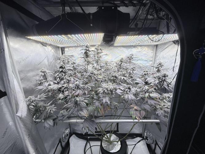 Grape Gas (Compound x Cannarado) #2. Week 9